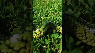 What's going on with this King cobra 19