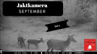 Jaktkamera 2019 september  del2