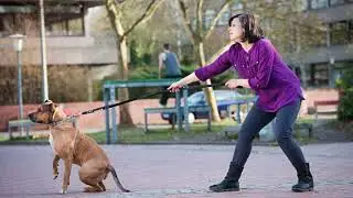 Unchain the Love: 6 Ways to Stop Chaining Your Dog and Improve Its Life