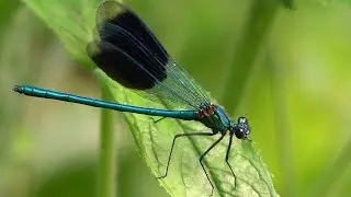 Banded Demoiselle (Calopteryx splendens) / Damselfy 4K