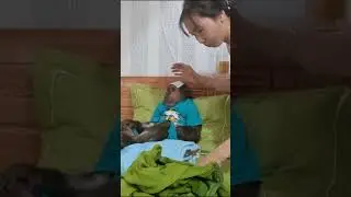 Mom takes care of sick Smart Monkey #short #shortfamilyabu #monkey