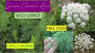 WILD CARROT - Wild Plants - Edible & Medicinal - Eastern United States [Foraging Fridays] - WORMS