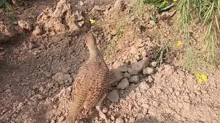 top 10 dakhni teeter ke awaaz grey pheasant top sound