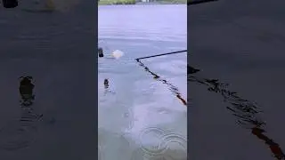 Хороший Попался Красавчик 🔥🔥🔥 #fishing #fish #beautiful #youtubeshorts #nature #adventure #рыбалка