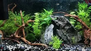 15 gallon / 60 liters Community Fish Tank (Aquatlantis Advance Led 60+)