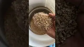 الشعير المجروش
