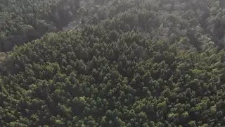 Flying Over Trees Stock Video