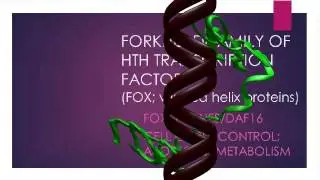 FORKHEAD FAMILY OF TRANSCRIPTION FACTORS