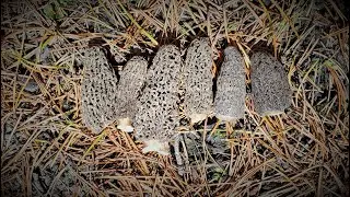 Boots on the Ground, Early Morning Morel Mushrooms the Rocky Mountains - Canadian Mountain Man