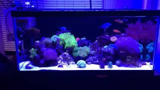 Ocean Revive Arctic S026 Review