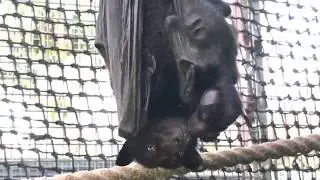 Baby Bat Jayde Gives Mother Flying Fox Bat Daisy Kisses. Plus Photo Bomb By Poppy.