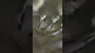 Epic Dolphin Hunting  Mastering the Art of Teamwork