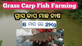 How To Grass Carp Fish Farming 🐟ଗ୍ରାସ କାପ ମାଛ ଚାଷ କେମିତି କରି ବେ 🐟#grasscarp #fish  #fishfarming 