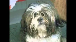 Forgotten Friends Pet Rescue, Sharon Springs, NY. Our Story.