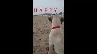 HAPPY | Vertical Film | Vertical Film Festival