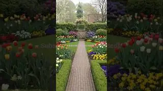 beautiful garden #homegardening #shortvideo