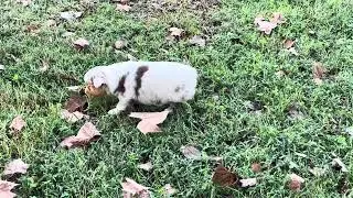 &ldquo;Kim&rdquo; Riley&rsquo;s red merle female 