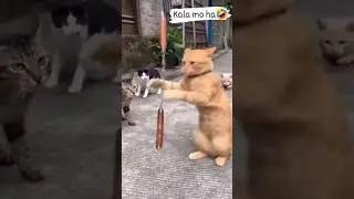Cat, you&rsquo;re quite an experienced player #cat #shorts
