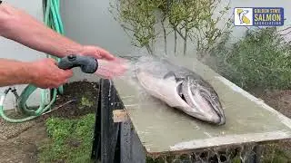 How to cut up your salmon at home while minimizing the mess