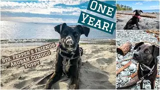 One Year with an Aruban Cunucu!