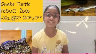 Interesting facts about Roti Island Snake Necked Turtle, School Project.