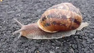 Locomotion in Mollusca