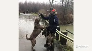 Mallard hunt with 8 months old Chesapeake Bay Retriever (4th)