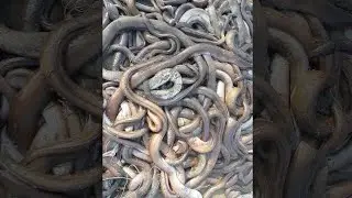 #shorts||Amazing Snake FISH Cutting Skills By Woman |Eel fish cutting by village woman|Live Eel