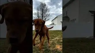 #animals #animalshorts #cat #dogs #funnypets #funnypranks #funnyvideo #furbabies #petsoftheday