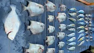 More GREAT mixed bag fishing in Virginia Beach! MAHI FLOUNDER SEA BASS SPADEFISH