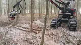 Terri 34C 8 WD thinning