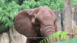 Animal of the month | ช้างแอฟริกา African Elephant