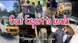 Goat Export to Kerala #irungabhaiigoatsales #goatexpress #goatsale #goatexport #goatmeat #goatfarm 