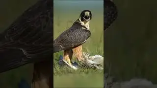 The peregrine falcon hunts and preys on a curlew