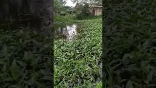 spot mancing di malang cocok untuk casting gabus#shorts