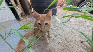 Hungry Cute Kitten Eating Grass | Adorable Scene 🐱🌿