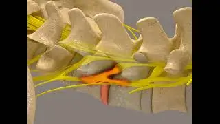 New Life Chiropractic