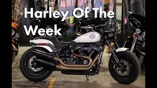 Gus Wolf Shows Off An Awesome Fat Bob!
