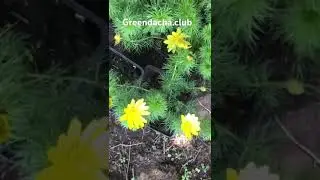 Адонис Весенний Vernalis