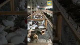 Guinea pig farm in China. #guineapig #petcare #shorts