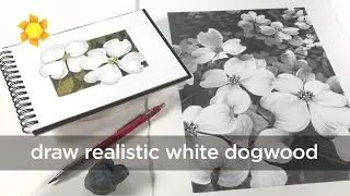 How to draw realistic white dogwood (any medium)