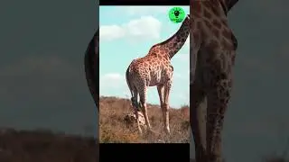 ஒட்டகச்சிவிங்கி வேகமா ஓடுமா? #shortsstatus #giraffe  #ytreels #trending #giraffefacts
