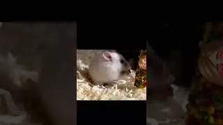 https://www.youtube.com/@xomka_27