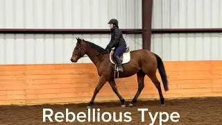 REBELLIOUS TYPE (First Ride W/T), Adoptable Thoroughbred Gelding, New Vocations  