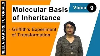 Molecular Basis of Inheritance | NEET | Griffith's Experiment of Transformation | Neela Bakore