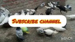 WAKE UP with Aseel Shamo and Pigeon Morning Feeding Fun ||#bird#aseelfeed#pigeonfeeding#birdfeeding