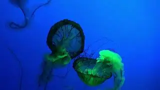 jellyfish 🪼#animals #ocean #sky #shorts