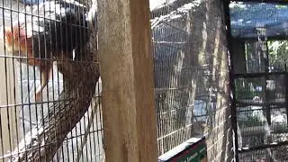 San Antonio Zoo Golden Head Lion Tamarin