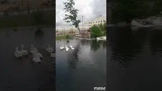 # The main welfare of animals and birds in captivity 🦢🦆