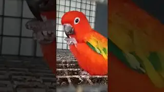 Red Factor Sun Conure❤️🦜#youtubeshorts #reels #viral #trending #birds #pets #aviary #sunconure